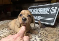 Smooth Brindle, a male Miniature Dachshund for sale in Oneonta, NY – Photo 4 of 6