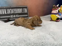 Smooth Brindle, a male Miniature Dachshund for sale in Oneonta, NY – Photo 5 of 8