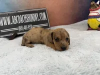Smooth Brindle, a male Miniature Dachshund for sale in Oneonta, NY – Photo 6 of 8