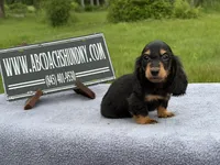 Ch russian, a male Miniature Dachshund for sale in Oneonta, NY – 8 of 10