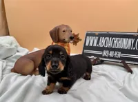 Russian, a male Miniature Dachshund for sale in Oneonta, NY – 1 of 8