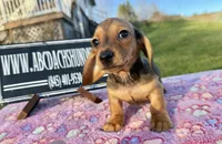 Import AKC , a female Miniature Dachshund for sale in Oneonta, NY – Photo 2 of 10