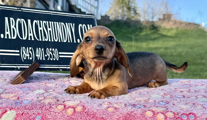 Import AKC  – Miniature Dachshund puppy for sale in Oneonta, NY