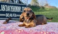 Import AKC , a female Miniature Dachshund for sale in Oneonta, NY – Photo 1 of 10