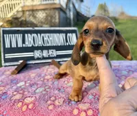 Import AKC , a female Miniature Dachshund for sale in Oneonta, NY – Photo 4 of 10
