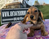 Import AKC , a female Miniature Dachshund for sale in Oneonta, NY – Photo 3 of 10