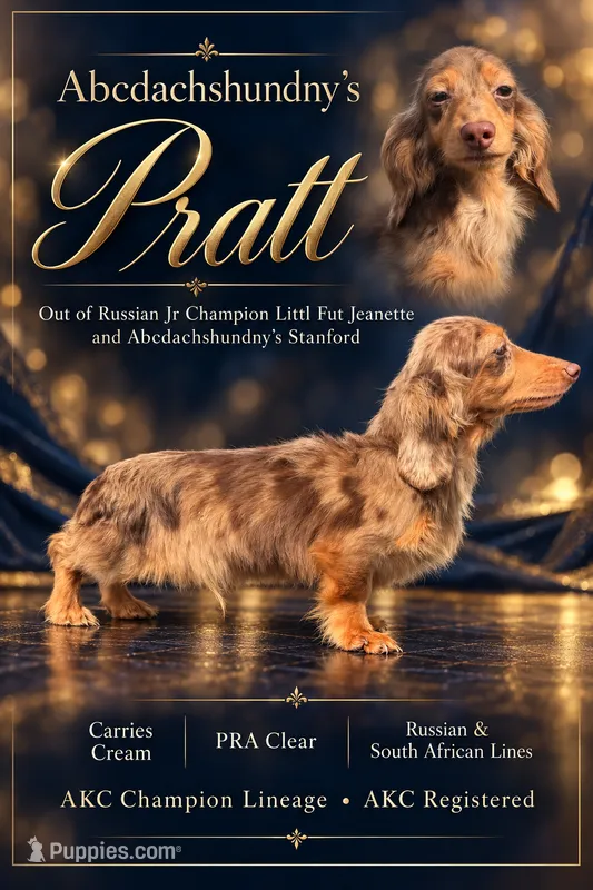 Pra clear Russian Carrie’s cream AKC full – Miniature Dachshund puppy for sale in Oneonta, NY