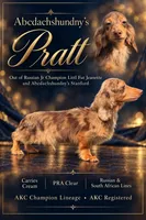 Pra clear Russian Carrie’s cream AKC full, a male Miniature Dachshund for sale in Oneonta, NY – 1 of 3