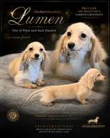 AKC ee pra clear, a female Miniature Dachshund for sale in Oneonta, NY – 3 of 7