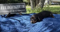 Russian smooth, a male Dachshund for sale in Oneonta, NY – 2 of 4