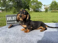 Russian Carrie’s cream sale, a male Miniature Dachshund for sale in Oneonta, NY – 6 of 10