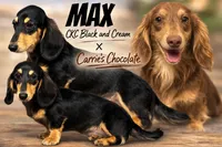 CKC boy Carrie’s choc cr, a male Miniature Dachshund for sale in Oneonta, NY – Photo 2 of 2