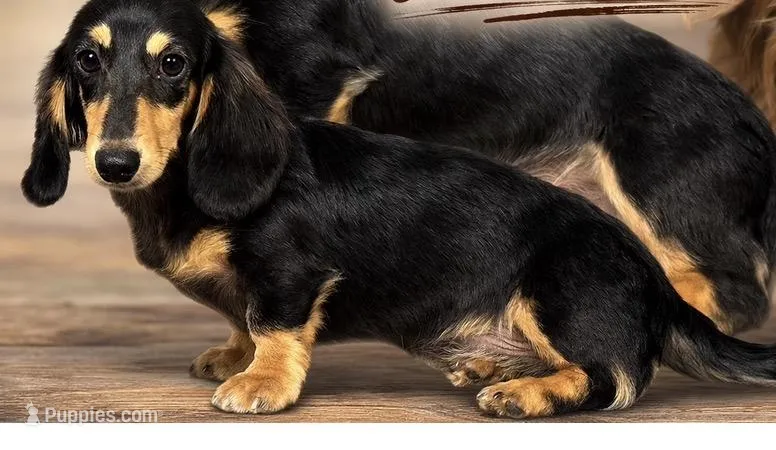 CKC boy Carrie’s choc cr – Miniature Dachshund puppy for sale in Oneonta, NY