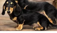 CKC boy Carrie’s choc cr, a male Miniature Dachshund for sale in Oneonta, NY – Photo 1 of 2