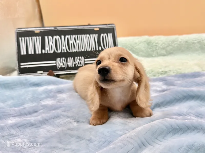 South African  – Miniature Dachshund puppy for sale in Oneonta, NY