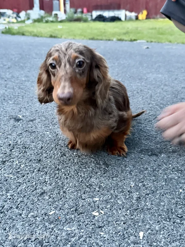 Full Russian pra Clear AKC Show – Miniature Dachshund puppy for sale in Oneonta, NY