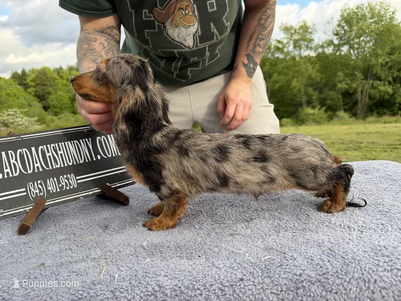 AKC show boy- russian sale – Miniature Dachshund puppy for sale in Oneonta, NY