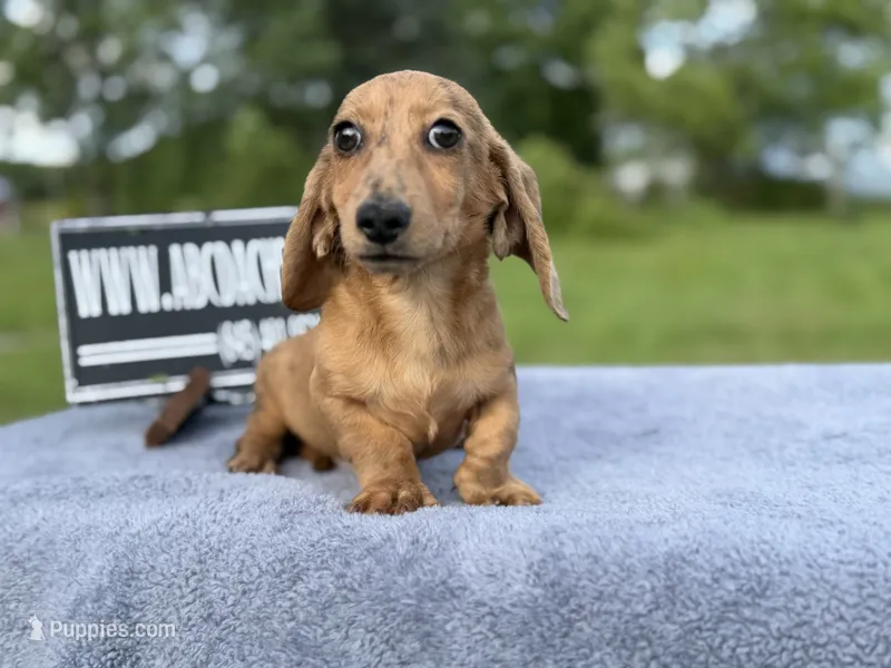 Smooth Brindle – Miniature Dachshund puppy for sale in Oneonta, NY