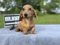 Smooth Brindle, a male Miniature Dachshund for sale in Oneonta, NY – 1 of 10
