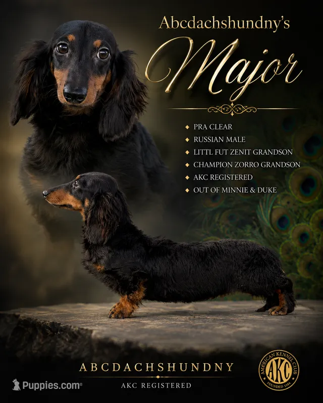 Pra clear Russian full AKC  – Miniature Dachshund puppy for sale in Oneonta, NY