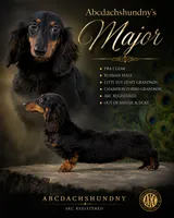 Pra clear Russian full AKC , a male Miniature Dachshund for sale in Oneonta, NY – 1 of 1