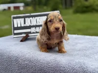 Ch Russian line, a male Miniature Dachshund for sale in Oneonta, NY – 6 of 10