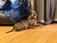 Pra clear AKC import sale, a male Miniature Dachshund for sale in Oneonta, NY – 4 of 9