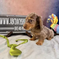 Full AKC Russian, a male Miniature Dachshund for sale in Oneonta, NY – Photo 4 of 7