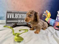 Full AKC Russian Pra clear, a male Miniature Dachshund for sale in Oneonta, NY – Photo 4 of 5