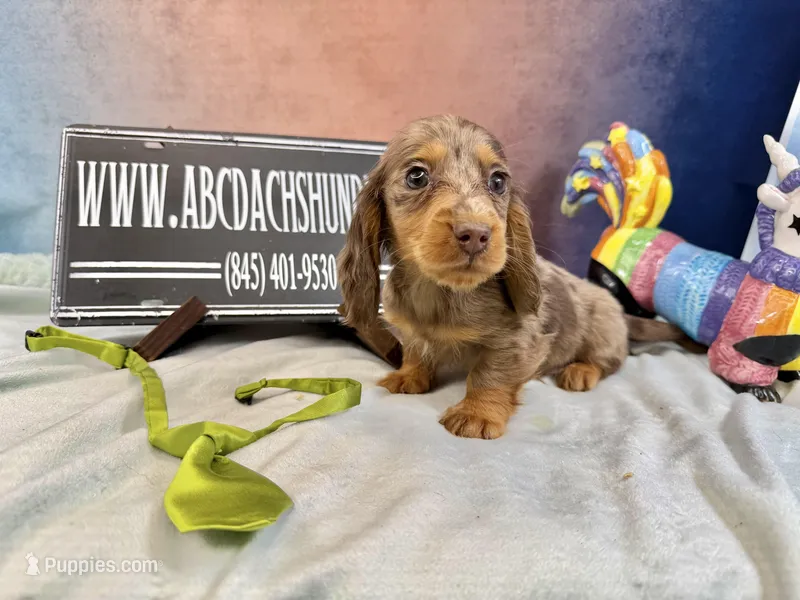 Full AKC Russian Pra clear