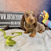 Full AKC Russian, a male Miniature Dachshund for sale in Oneonta, NY – Photo 1 of 7