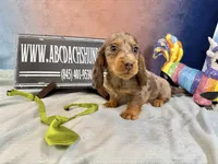 Full AKC Russian Pra clear, a male Miniature Dachshund for sale in Oneonta, NY – Photo 1 of 5