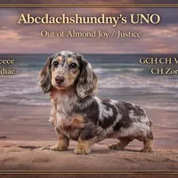 Full AKC Russian, a male Miniature Dachshund for sale in Oneonta, NY – Photo 5 of 7