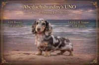 Full AKC Russian Pra clear, a male Miniature Dachshund for sale in Oneonta, NY – Photo 5 of 5