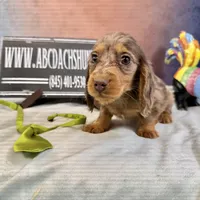 Full AKC Russian, a male Miniature Dachshund for sale in Oneonta, NY – Photo 3 of 7