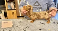 Full AKC Russian, a male Miniature Dachshund for sale in Oneonta, NY – Photo 7 of 7