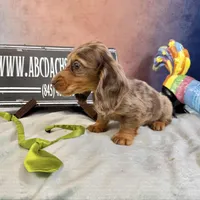 Full AKC Russian, a male Miniature Dachshund for sale in Oneonta, NY – Photo 2 of 7