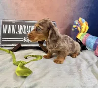 Full AKC Russian Pra clear, a male Miniature Dachshund for sale in Oneonta, NY – Photo 2 of 5