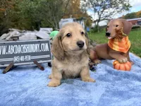 Uk choc creamDappleSire, a male Miniature Dachshund for sale in Oneonta, NY – 4 of 10