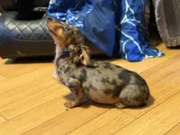 Pra clear AKC import sale, a male Miniature Dachshund for sale in Oneonta, NY – 5 of 9
