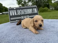 AKC S.African, a male Miniature Dachshund for sale in Oneonta, NY – 6 of 10