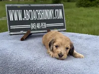 Dapple boy, a male Miniature Dachshund for sale in Oneonta, NY – 8 of 10
