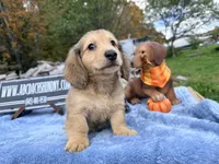 Uk choc creamDappleSire, a male Miniature Dachshund for sale in Oneonta, NY – 7 of 10