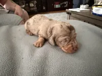 Champion bred AKC import Smooth’s dapple, a male Miniature Dachshund for sale in Oneonta, NY – 9 of 10