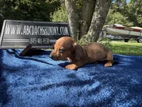 Russian smooth red dapple, a male Dachshund for sale in Oneonta, NY – 2 of 7