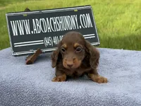 Russian, a male Miniature Dachshund for sale in Oneonta, NY – 10 of 10