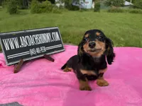 Russian sale, a female Miniature Dachshund for sale in Oneonta, NY – 7 of 10