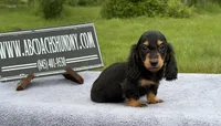 Ch russian, a male Miniature Dachshund for sale in Oneonta, NY – 2 of 10
