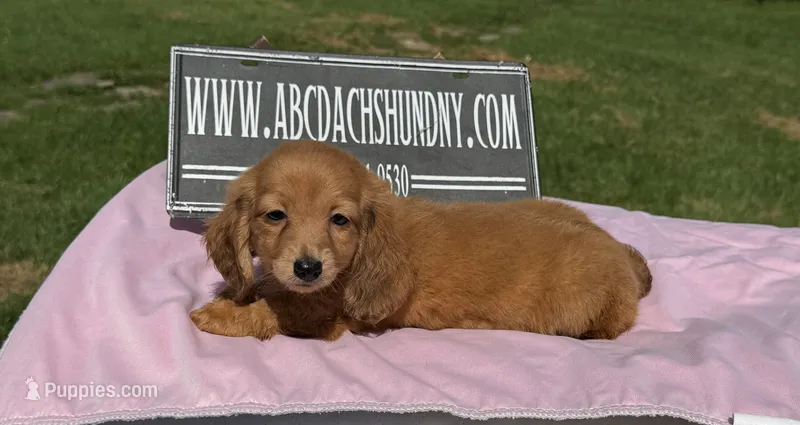 Dapple Russian akc – Miniature Dachshund puppy for sale in Oneonta, NY