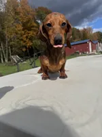 Russian AKC dad is Gold GCH, a female Miniature Dachshund for sale in Oneonta, NY – 8 of 8